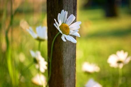 Margeriten in einer Wiese