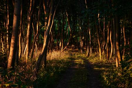 Romantischer Waldweg im leuchtenden Abendlicht