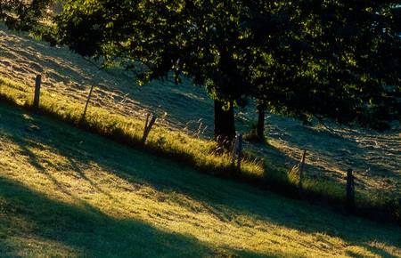 Sommerwiese mit Baum im Streiflicht