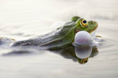 Teichfrosch im Wasser