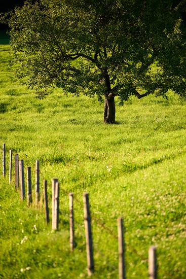 Wiese mit Baumkrone im Abendlicht