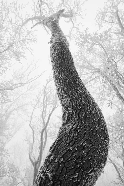 Verschneite und vereiste Bäume im Wienerwald à Robert Kalb