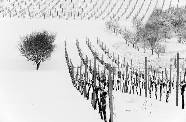 Weingarten im Winter à Robert Kalb