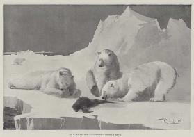 Polar Bears at Home, catching their Christmas Dinner