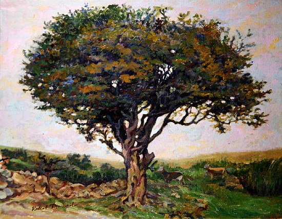 The Tree, Anglesey  à Robert  Tyndall