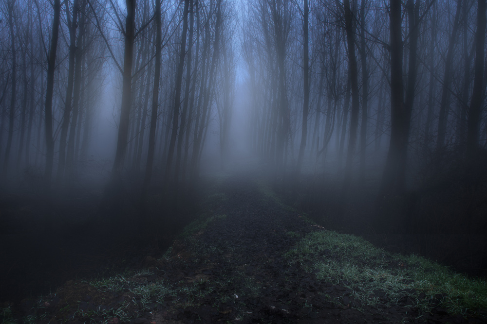 the foggy forest à Roberto Franchini