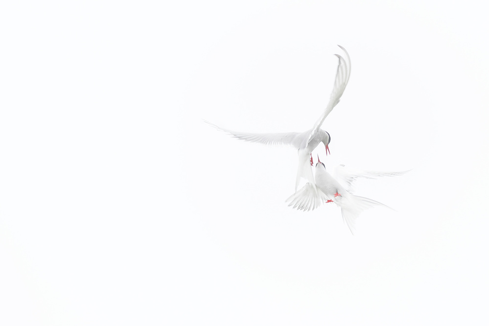 Arctic Terns à Roberto Marchegiani