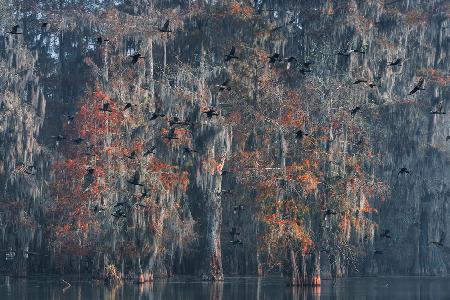 Louisiana