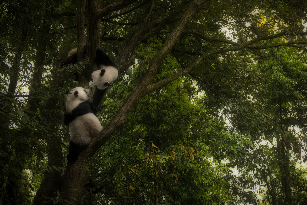 Panda à Roberto Marchegiani