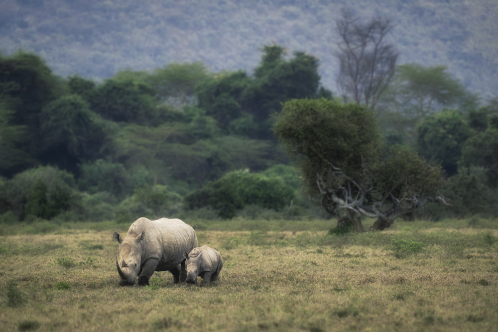 White Rhino à Roberto Marchegiani