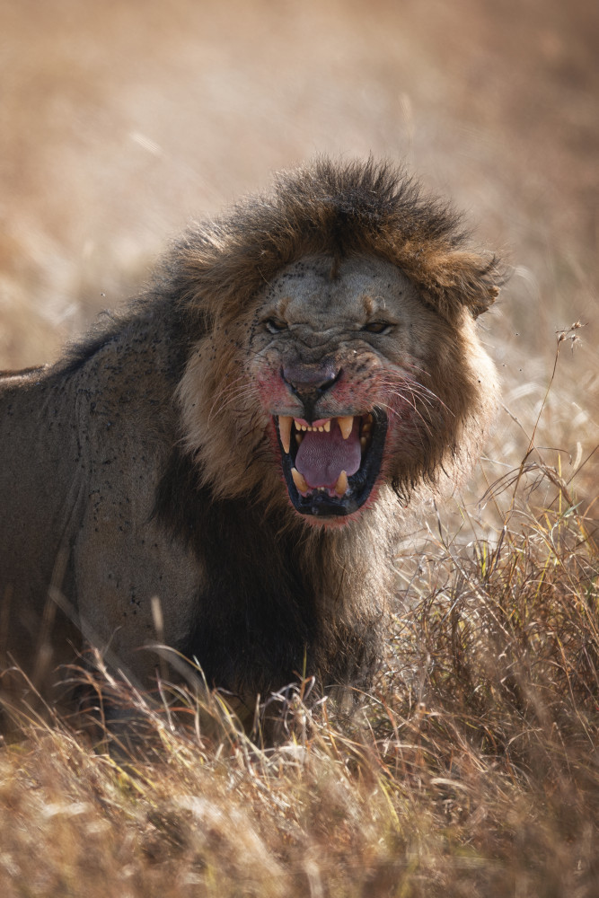 Angry Lion à Roberto Marchegiani