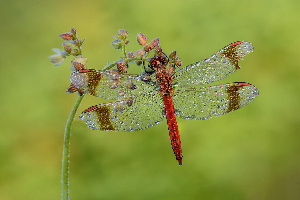 dragonfly à Roberto Marini