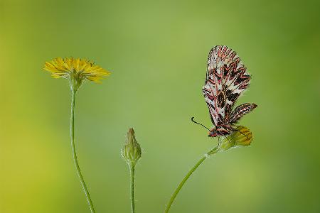 Zerynthia polyxena