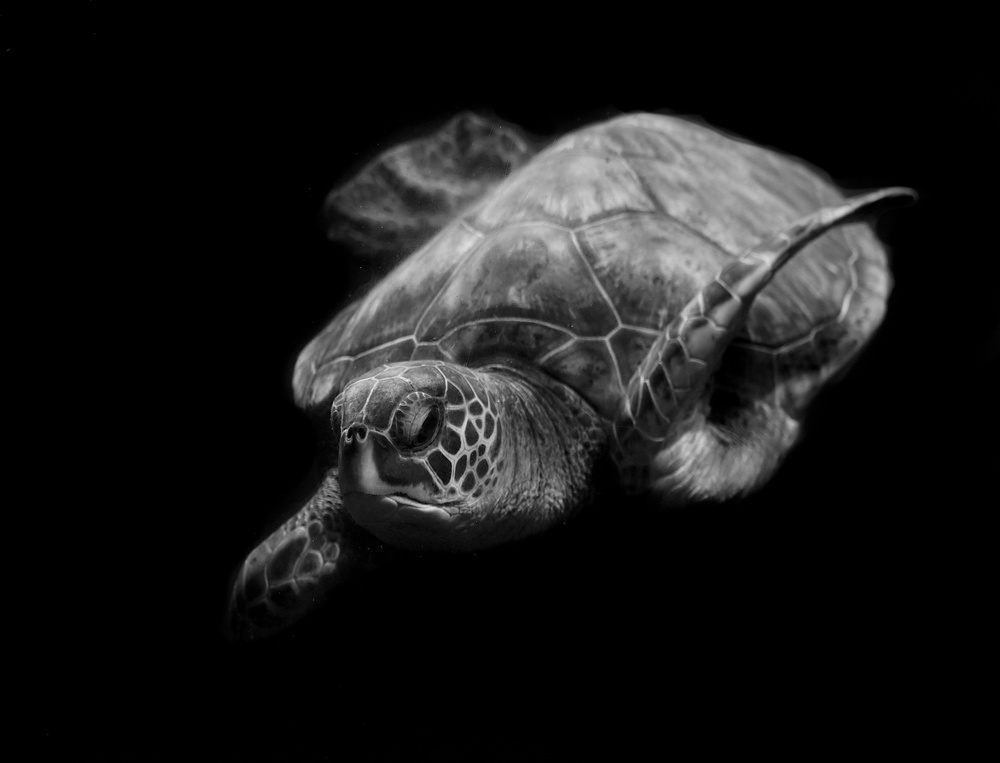 Portrait of a sea turtle in black and white à Robin Wechsler