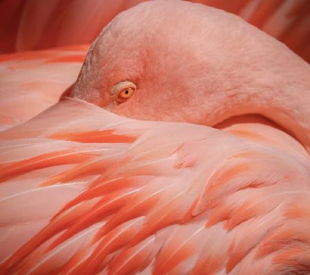 Portrait of a Pink Flamingo