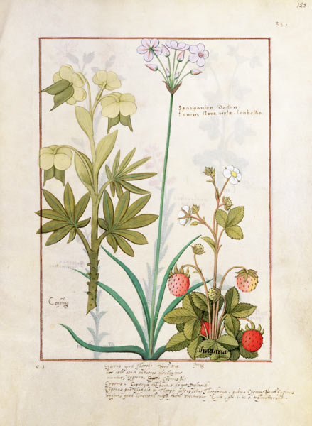 Ms Fr. Fv VI #1 fol.128r Consiligo, Burreed and Strawberry, illustration from 'The Book of Simple Me à Robinet Testard