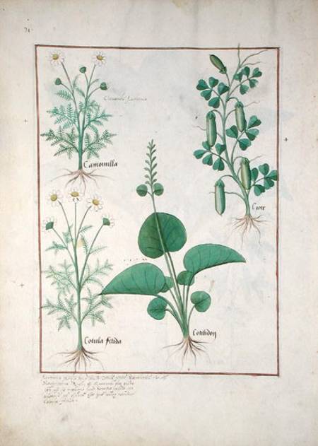 Chamomile (top left) and Cucumber (right) Illustration from 'The Book of Simple Medicines' by Matthe à Robinet Testard