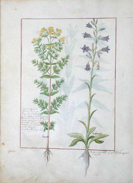 Two flowering plants from 'The Book of Simple Medicines' by Mattheaus Platearius (d.c.1161) à Robinet Testard
