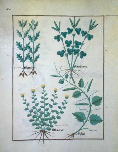 Ms Fr. Fv VI #1 f.132v Top row: Filipendula. Bottom row: Fistularia and Faseolus, illustration from à Robinet Testard
