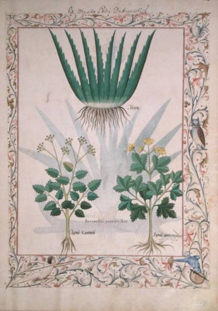 Ms Fr. Fv VI #1 fol.112 Aloe and Apio illustration from 'The Book of Simple Medicines' à Robinet Testard