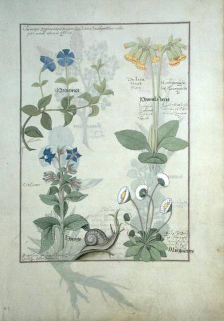 Ms Fr. Fv VI #1 fol.114 Top row: Blue Clematis or Crowfoot and Primula. Bottom row: Borage or Forget à Robinet Testard