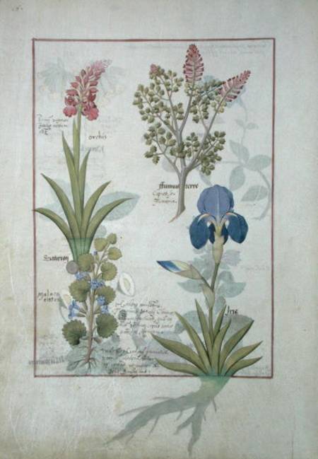 Ms Fr. Fv VI #1 fol.114v Top row: Orchid and Fumitory or Bleeding Heart. Bottom row: Hedera and Iris à Robinet Testard