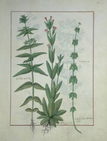 Ms Fr. Fv VI #1 fol.116 Elusae Gennus, Caraway Thyme, and Crosswort à Robinet Testard