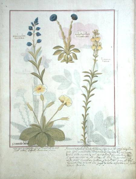 Ms Fr. Fv VI #1 fol.117 Top row: Onobrychis or Sainfoin, and Aphyllanthes. Bottom row: Linaria Lutea à Robinet Testard