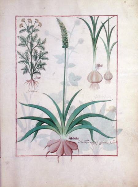 Ms Fr. Fv VI #1 fol.119r Garlic and other plants à Robinet Testard