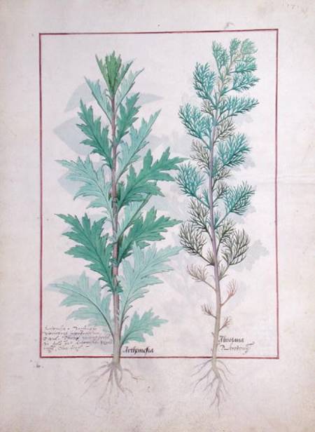 Ms Fr. Fv VI #1 fol.120r Two varieties of Artemesia illustration from 'The Book of Simple Medicines' à Robinet Testard