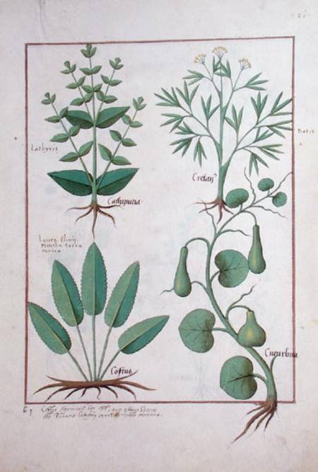 Ms Fr. Fv VI #1 fol.122r Euphorbia Lathyris, Beechwort, Mint and Fig à Robinet Testard