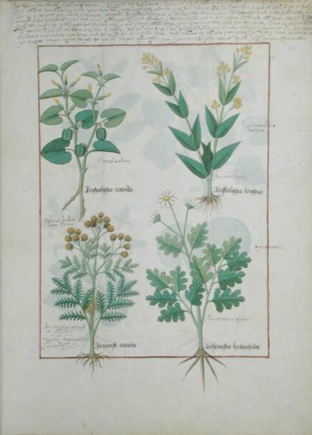 Ms Fr. Fv VI #1 fol.124r Top row: Aristolochia Rotundi and Aristolochia Longua. Bottom row: Armoise à Robinet Testard