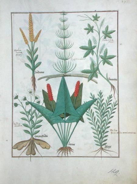 Ms Fr. Fv VI #1 fol.125r Top row: Maize, Equisetum and Labruscae flos. Bottom row: Daisy, Jarus and à Robinet Testard