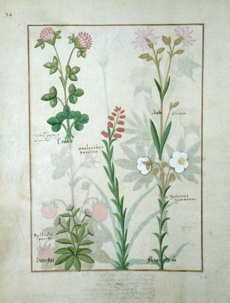 Ms Fr. Fv VI #1 fol.128v Top row: Red clover and Aube. Bottom row: Bellidis species, Onobrychis and à Robinet Testard