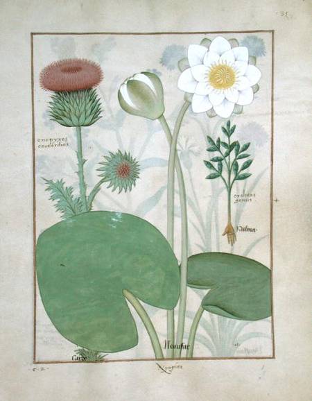 Ms Fr. Fv VI #1 fol.129r Plumed thistle, Water lily and Castor bean plant, illustration from 'The Bo à Robinet Testard