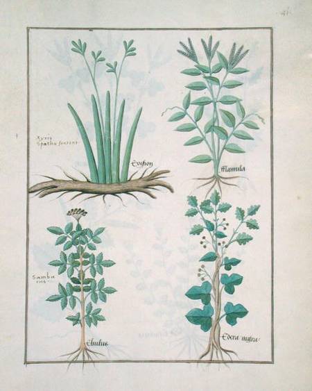 Ms Fr. Fv VI #1 fol.132r Top row: Xyris and Spearwort. Bottom row: Common Elderberry and Hedera, ill à Robinet Testard