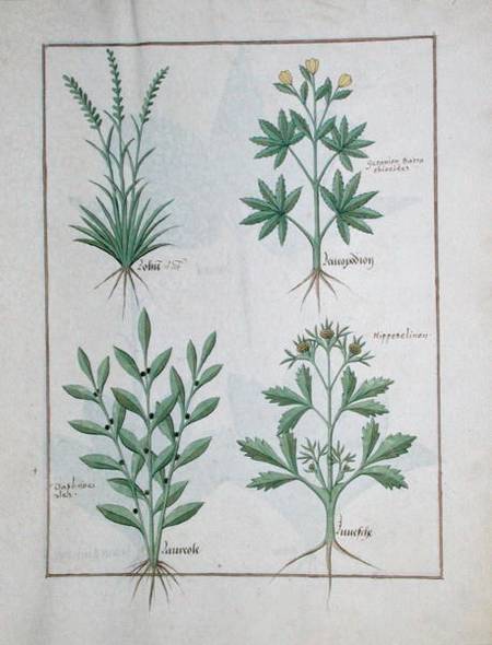 Ms Fr. Fv VI #1 fol. 126r Top row: Lolni and Geranium. Bottom row: Daphnoides and Parsley, illustrat à Robinet Testard
