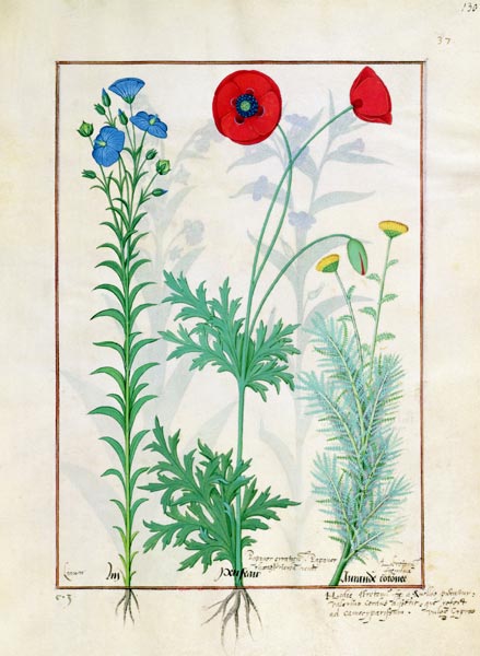 Ms Fr. Fv VI #1 fol.130r Linum, Garden poppies and Abrotanum, illustration from 'The Book of Simple à Robinet Testard