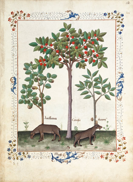 Ms Fr. Fv VI #1 fol.162r Hazelnut Bush (left) and Cherry tree (centre) à Robinet Testard