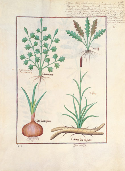 Illustration from 'ThedBook of Simple Medicines' by Mattheaus Platearius (d.c.1161) à Robinet Testard