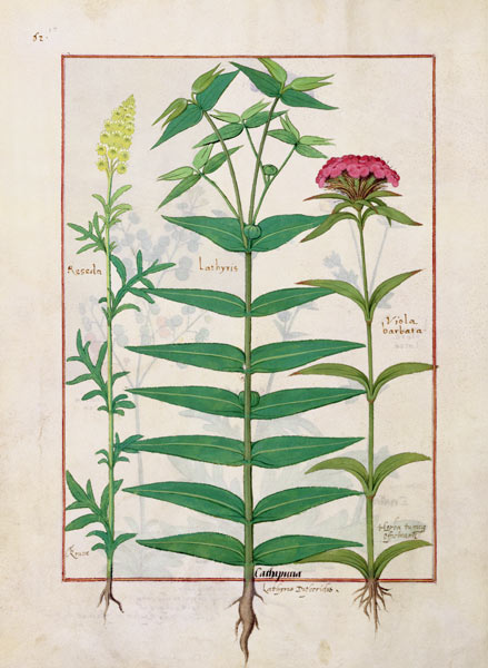 Ms Fr. Fv VI #1 fol. Reseda, Euphorbia and Dianthus à Robinet Testard