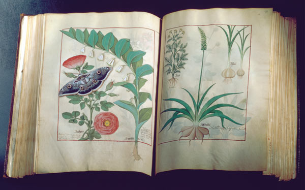 Ms Fr. Fv VI #1 Two pages depicting Rose and Garlic à Robinet Testard