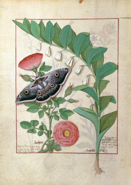 Rose and Polygonatum (Solomon's Seal) illustration from 'The Book of Simple Medicines' by Mattheaus à Robinet Testard