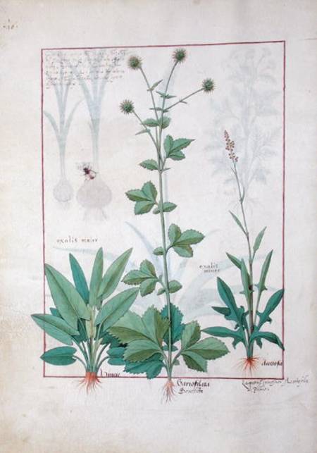 Sorrel and Gariofilata (Benedicta Wood) illustration from 'The Book of Simple Medicines' by Mattheau à Robinet Testard