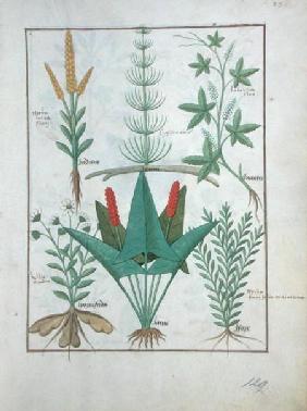 Ms Fr. Fv VI #1 fol.125r Top row: Maize, Equisetum and Labruscae flos. Bottom row: Daisy, Jarus and