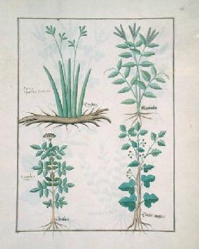 Ms Fr. Fv VI #1 fol.132r Top row: Xyris and Spearwort. Bottom row: Common Elderberry and Hedera, ill