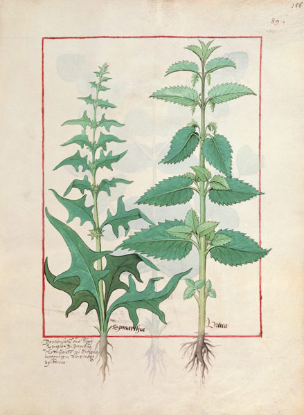 Urticaceae (Nettle Family) Illustration from the 'Book of Simple Medicines' by Mattheaus Platearius à Robinet Testard