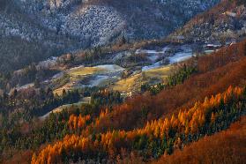 Red tree line