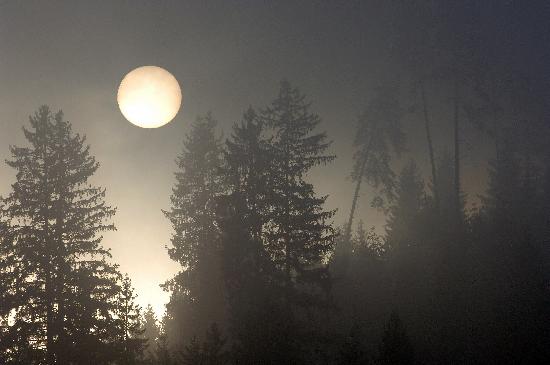Aufgehende Sonne im Nebelwald à Rolf Haid