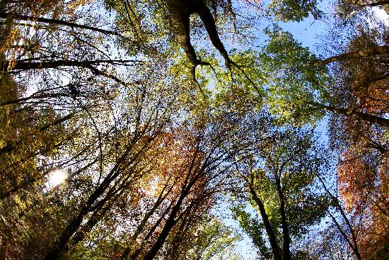 Waldzustandsbericht à Rolf Vennenbernd